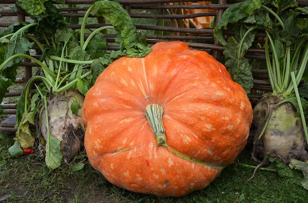 Abóbora Laranja Grande Jardim Conceito Outono — Fotografia de Stock