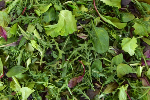 Salad Hijau Segar Daun Menutup — Stok Foto