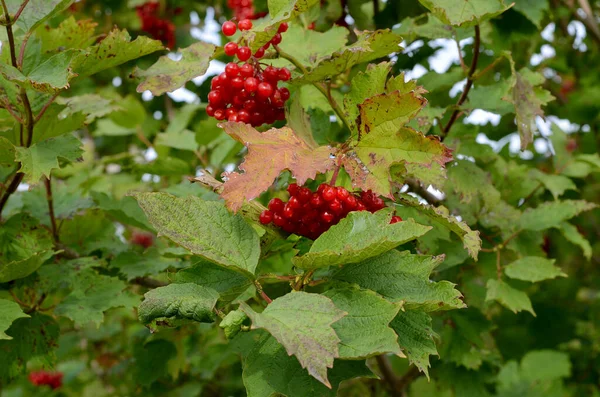 Vörös Viburnum Bogyók Egy Faágon Kertben — Stock Fotó