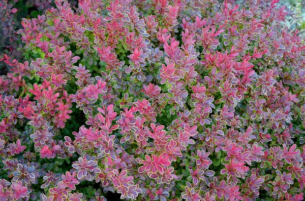 Krásný Růžový Keř Zahradě — Stock fotografie