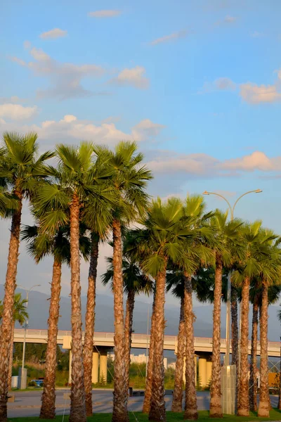 Palmetrær Parken – stockfoto