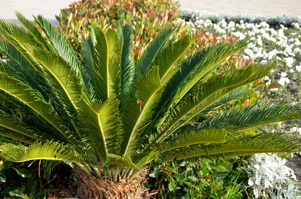 Bahçedeki yeşil palmiye