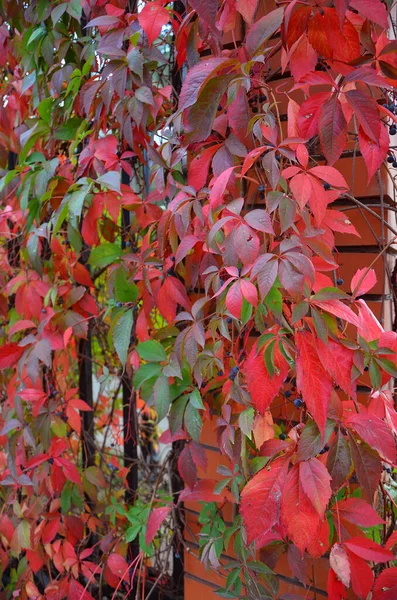 Κόκκινα Φύλλα Φθινοπώρου Φθινοπωρινή Χλωρίδα — Φωτογραφία Αρχείου