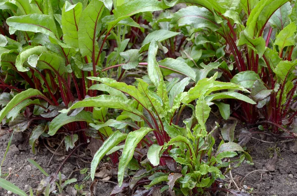 庭のレタスの緑の葉 — ストック写真