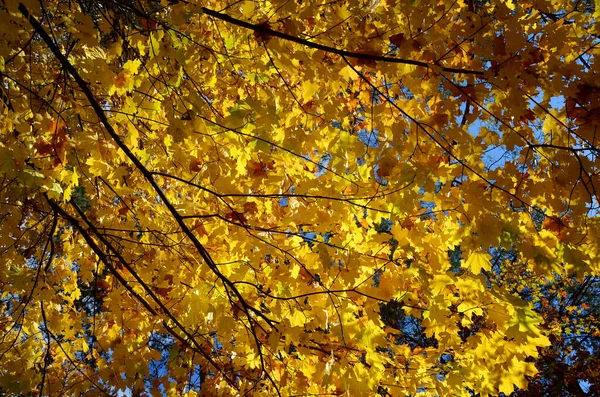 황금빛 잎사귀가 — 스톡 사진