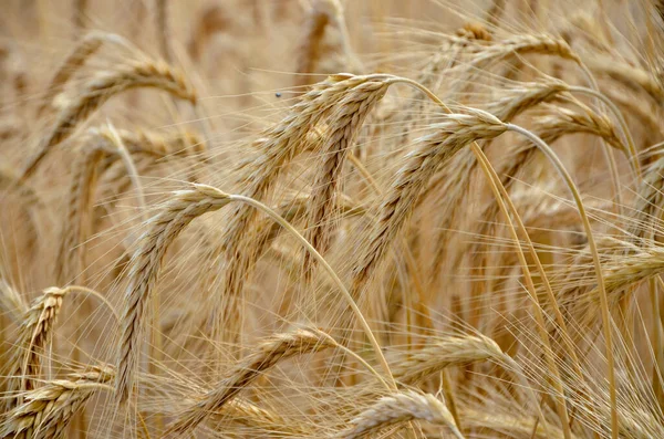 Žitné Pšeničné Uši Poli — Stock fotografie
