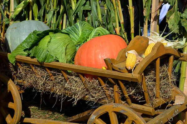 Kürbisernte Herbst Saisonale Dekoration — Stockfoto