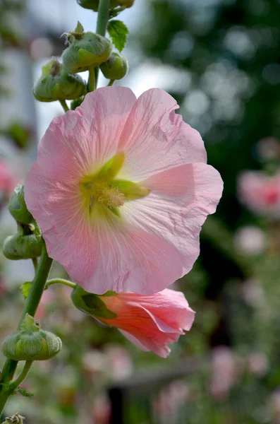 庭で育つピンクの花のショットを閉じます — ストック写真