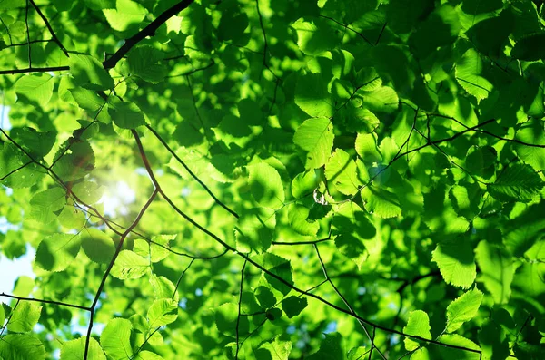 Весенние Листья Зеленых Деревьев Красивый Фон — стоковое фото