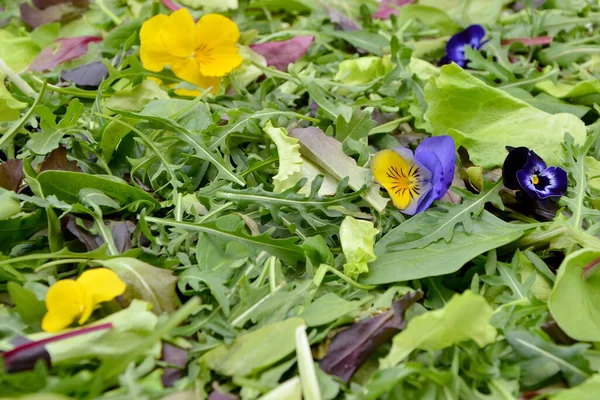 Bunga Yang Indah Dan Daun Hijau Untuk Salad — Stok Foto