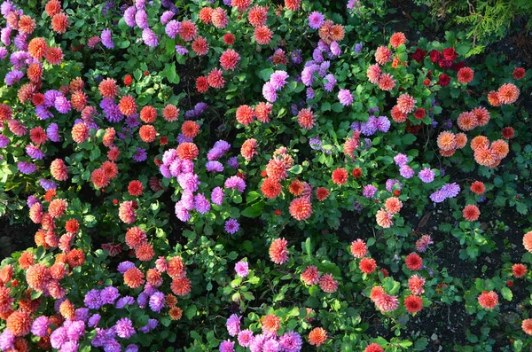 Vackra Blommor Trädgården — Stockfoto