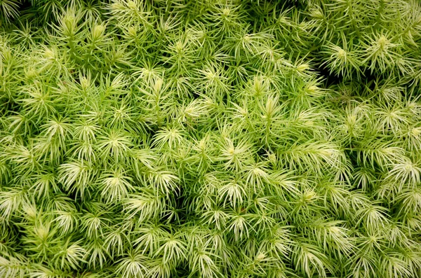 Yeşil Bitki Arkaplanı Kapat — Stok fotoğraf