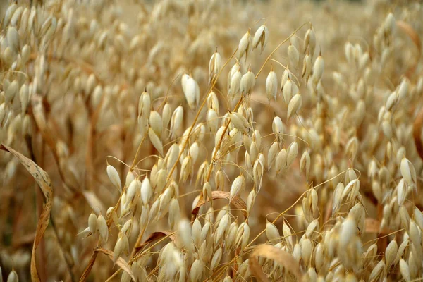 Olgun Buğday Alan Yaz — Stok fotoğraf