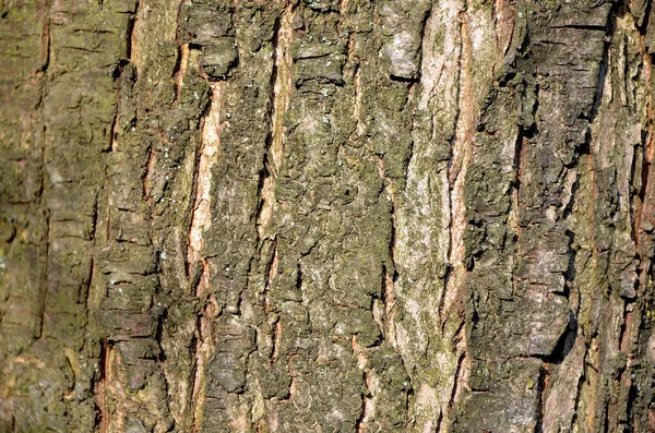 Árbol Corteza Textura Fondo — Foto de Stock