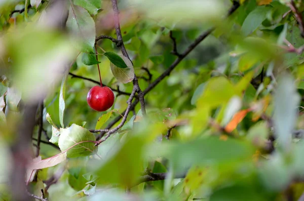 Dojrzałe Czerwone Jabłko Gałęzi Drzewa — Zdjęcie stockowe