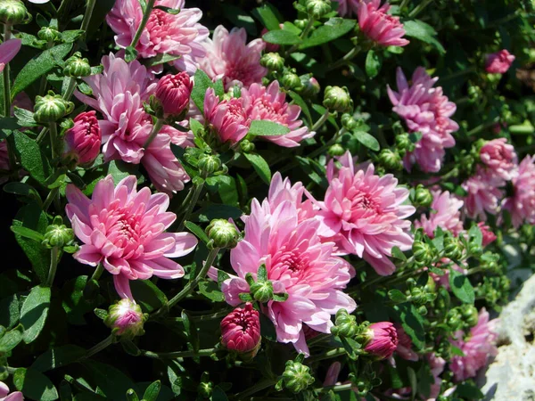 Piękne Różowe Chryzantemy Kwiaty Ogrodzie — Zdjęcie stockowe
