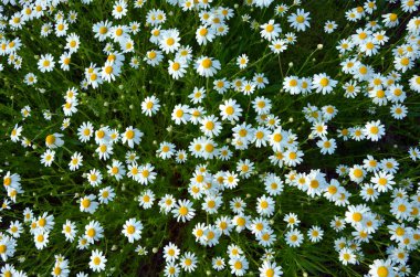 Bahçede güzel beyaz papatyalar