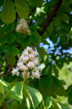 Bahçedeki ağaçtaki güzel çiçekler