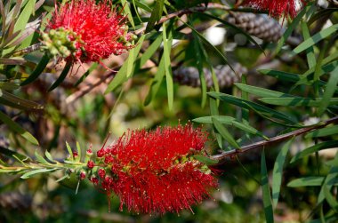 Ağaçtaki kırmızı çiçekler