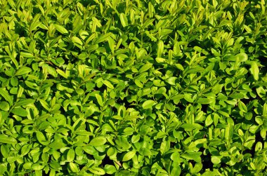 Yeşil yapraklı arka plan. Bahçenin üst manzarası.