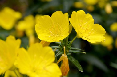 Bahçedeki güzel sarı çiçekler