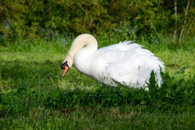 Yeşil çimlerin üzerinde beyaz kuğu