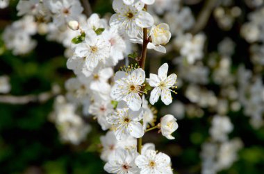 İlkbaharda kiraz çiçeklerinin beyaz çiçekleri 