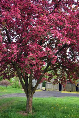Bahçedeki güzel pembe çiçekler