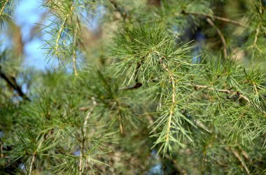 Ormanda çam ağacı dalı