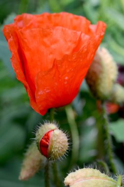 Bahçede güzel kırmızı gelincik çiçekleri