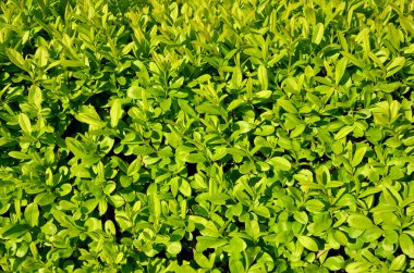 yeşil yapraklar arkaplan, kapat