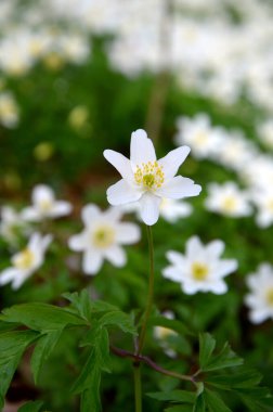 Bahçede beyaz çiçekler