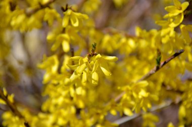 Bahçedeki sarı çiçekler