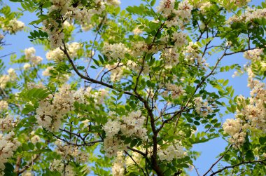 güzel çiçek açan ağaç bahar
