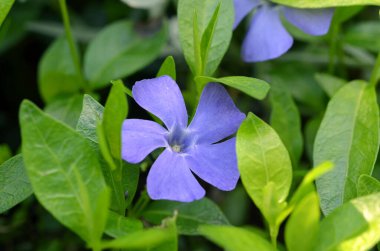 Bahçedeki güzel çiçekler