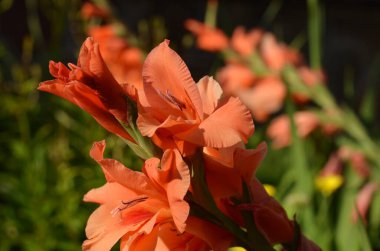 Güzel botanik fotoğrafı, doğal duvar kağıdı.