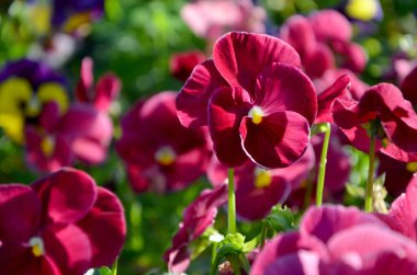 Bahçedeki güzel çiçekler