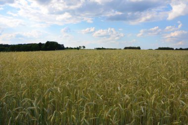 Yazın buğday tarlası