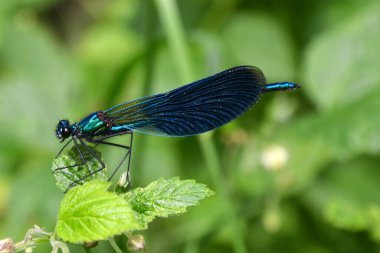 Bir dalda yusufçuk, yaklaş.