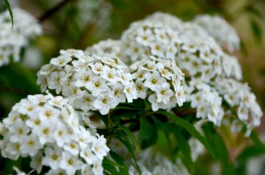Çalılığın Beyaz Çiçekleri 