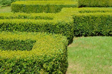 Bahçedeki yeşil bitkiler