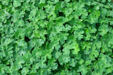 bir çalılığın yeşil yaprakları