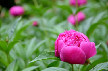 Bahçedeki güzel pembe şakayık çiçekleri