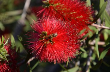 Güzel çiçekler, çiçek konsepti
