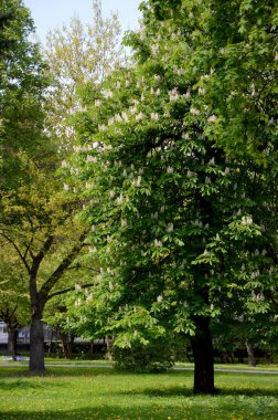 Parkın güzel manzarası