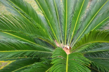 Sahilde palmiye yaprakları