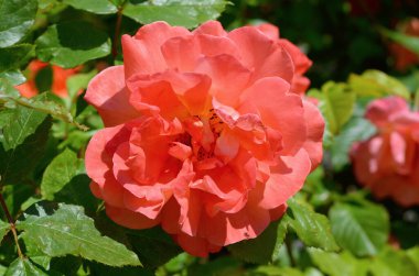 Bahçedeki güzel kırmızı gül