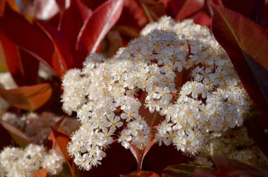 Beyaz bir çiçeğe yaklaş