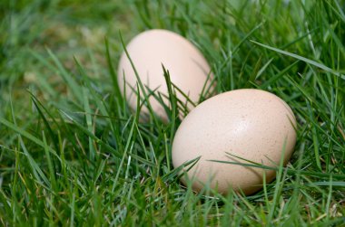 yeşil çimen yumurta