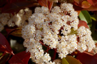 Güzel botanik fotoğrafı, doğal duvar kağıdı.